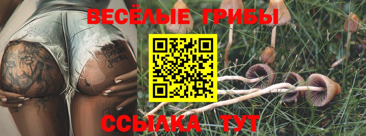 Галлюциногенные грибы Psilocybe Ступино